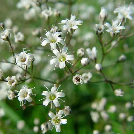 Floarea miresei (Gypsophila paniculata)